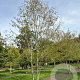 Carpinus betulus 800-900 cm draadkluit meerstammig