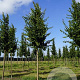 Carpinus bet. 'A. Beeckman' 35-40 HO draadkluit 250 cm stam