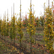 Carpinus bet. 'Lucas' 8-10 HO draadkluit geveerd
