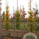 Carpinus bet. 'Lucas' 8-10 HO draadkluit geveerd