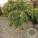 Carpinus bet. 'Pendula' 14-16 HO draadkluit
