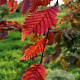 Carpinus bet. 'Purpurea' 10-12 HO draadkluit
