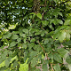 Carpinus henryana 25-30 HO draadkluit