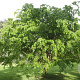 Carpinus monbeigiana 12-14 HO draadkluit geveerd
