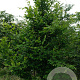 Carpinus turczaninowii 300-350 cm draadkluit solitair