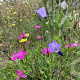 M4 Bloemrijk graslandmengsel Cruydt-Hoek