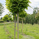 Catalpa bignonioides 'Nana' 50-60 HO draadkluit 250 cm stam