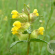 Rhinanthus minor Cruydt-Hoek