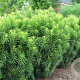 Cephalotaxus h. 'Fastigiata' 200-225 cm draadkluit solitair