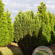Cephalotaxus h. 'Fastigiata' 250-300 cm draadkluit solitair