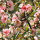 Chaenomeles cathayensis 250-300 cm draadkluit struik