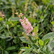 Clethra alnif. 'Pink Spire' 100-125 cm draadkluit struik