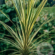 Cordyline aus. 'Torbay Dazzler' 150-175 cm 40L struik