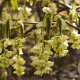 Corylopsis sinensis calvescens 300-350 cm draadkluit struik