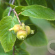 Corylus chinensis 20-25 HO draadkluit