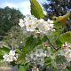 Crataegus douglasii 14-16 HO draadkluit