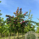 Crataegus media 'Paul's Scarlet' 16-18 HO draadkluit