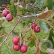 Crataegus pinnatifida major 8-10 HO draadkluit