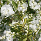 Exochorda racem. 'Huibl' 100-125 cm 15L struik
