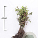 Fagus sylvatica 40-60 cm wortelgoed