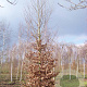 Fagus sylvatica 35-40 HO draadkluit geveerd