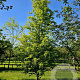 Fagus syl. 'Rohan Gold' 600-700 cm draadkluit solitair