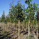 Fraxinus americana microcarpa 18-20 HO draadkluit 250 cm stam