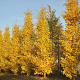 Ginkgo bil. 'Fastigiata' 14-16 HO draadkluit