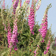 Digitalis purpurea Cruydt-Hoek