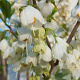 Halesia carolina 250-300 cm draadkluit meerstammig