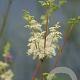 Filipendula ulmaria Cruydt-Hoek