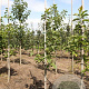 Halesia carolina 6-8 HO draadkluit