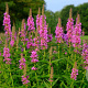 Lythrum salicaria Cruydt-Hoek