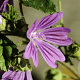 Malva sylvestris Cruydt-Hoek