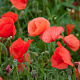 Papaver rhoeas Cruydt-Hoek