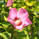 Hibiscus syr. 'Flogi' 175-200 cm draadkluit struik op Stam