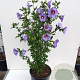Hibiscus syr. 'Marina' 150-175 cm draadkluit struik