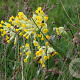 Primula veris Cruydt-Hoek