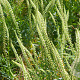 Reseda luteola Cruydt-Hoek