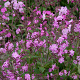 Silene dioica Cruydt-Hoek