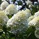Hydrangea paniculata 150-175 cm draadkluit struik