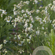 Silene vulgaris Cruydt-Hoek