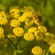 Tanacetum vulgare Cruydt-Hoek