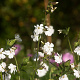 Silene latifolia ssp. Alba Cruydt-Hoek