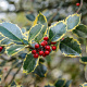 Ilex aq. 'Rubricaulis Aurea' 200-250 cm draadkluit struik