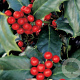 Ilex aquipernyi 'Meschick' 20-25 HO draadkluit