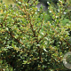 Ilex crenata 'Glory Gem' 80-100 cm met kluit