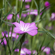 Agrostemma githago Cruydt-Hoek