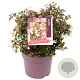 Abelia grandiflora 30 cm 7,5L