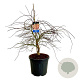 Acer Ice Dragon 80-100 cm cont. 55L extra